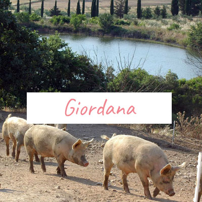 Carne fresca di maiale allevato allo stato brado da Tommaso Giordana - Pulmino Contadino