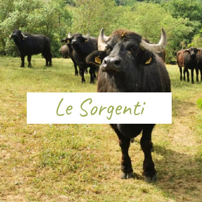 Bufali allevati allo stato brado da Le Sorgenti a Campagnatico - Pulmino Contadino