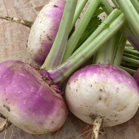Rapa colletto viola da agricoltura senza pesticidi - Pulmino Contadino