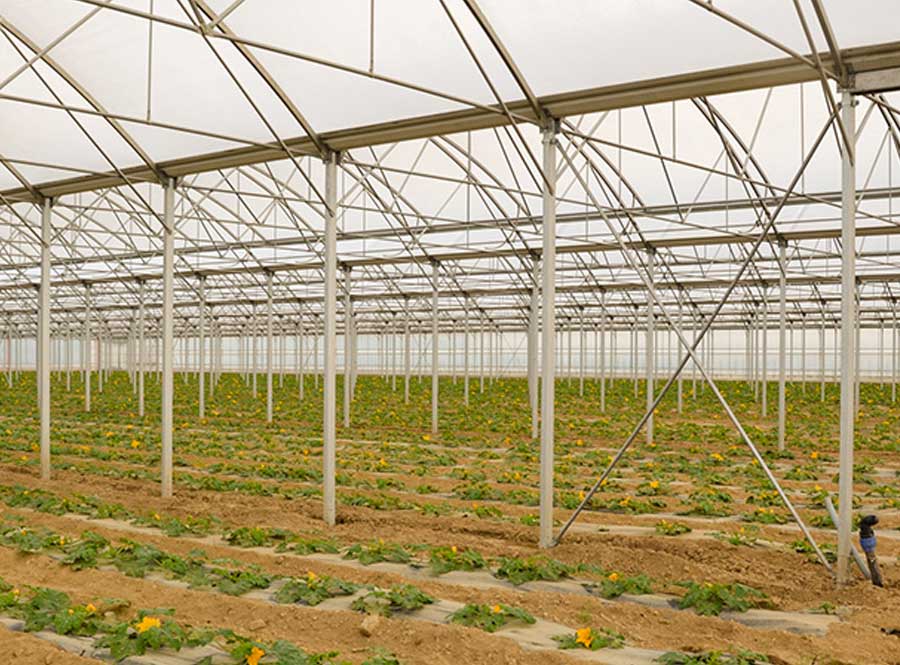 I trapianti di primavera: le zucchine - Pulmino Contadino