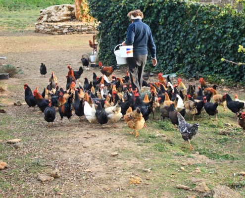 Emilia ele sue galline - Il Tosteto, Pitigliano