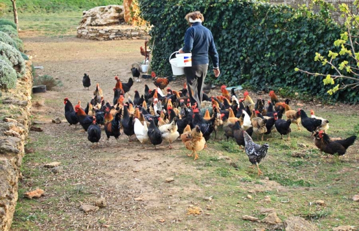tosteto_pitigliano_pulminocontadino Emilia ele sue galline - Il Tosteto, Pitigliano