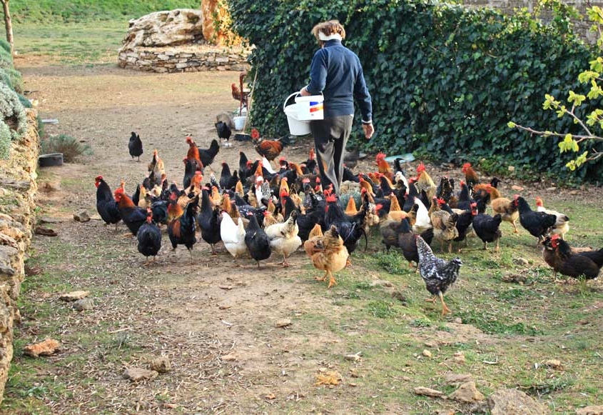 Emilia ele sue galline - Il Tosteto, Pitigliano