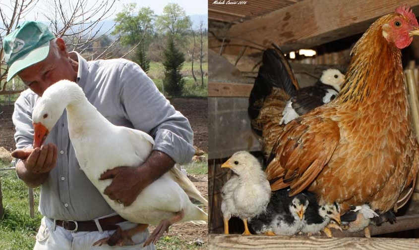 Il Tosteto, Pitigliano, Grosseto
