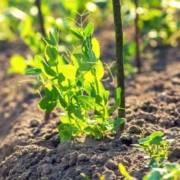 I trapianti di primavera: i piselli - Pulmino Contadino