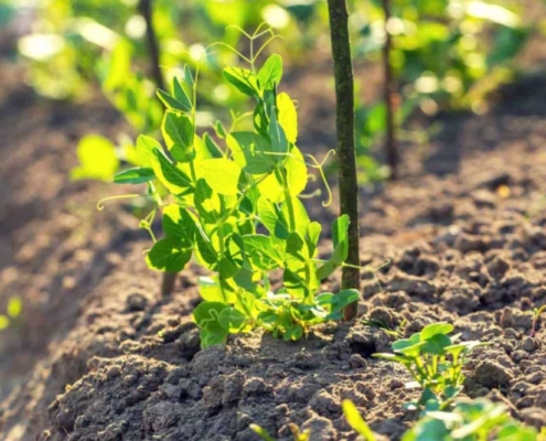 I trapianti di primavera: i piselli - Pulmino Contadino