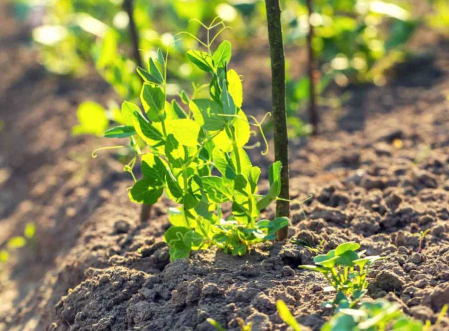 I trapianti di primavera: i piselli - Pulmino Contadino