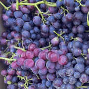Uva Cardinale - Pulmino Contadino