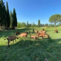 Fattoria educativa le Venaie, Roccastrada (Gr)- Produzione di formaggi di capra -Pulmino Contadino