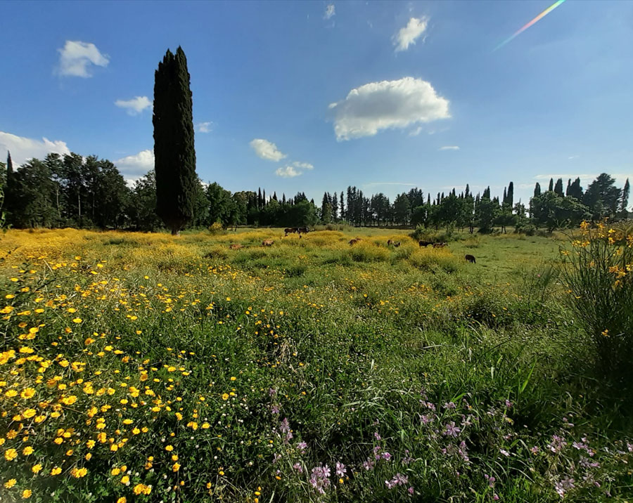 Fattoria Educativa Le Venaie -produttore di formaggi di capra del Pulmino Contadino