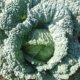 cavolo verza verde - Pulmino Contadino