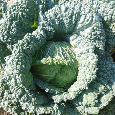 cavolo verza verde - Pulmino Contadino