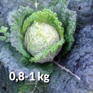 Zucca 0,8-1 kg da agricoltura senza chimica di sintesi - Pulmino Contadino