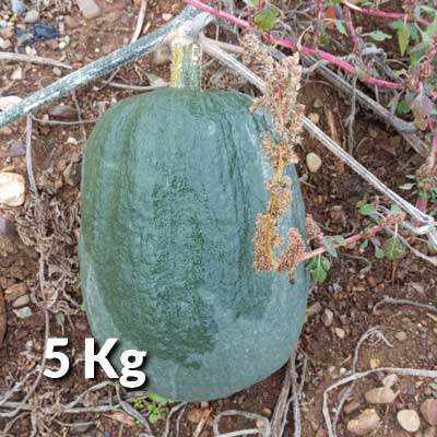 Zucca tonda 5kg da agricoltura senza chimica di sintesi - Pulmino Contadino