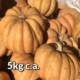 Zucca di Halloween da agricoltura senza pesticidi - Pulmino Contadino