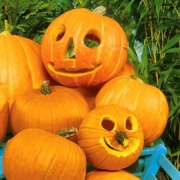 Ordine della settimana dal 26 al 29 anticipato a martedì - Pulmino contadino