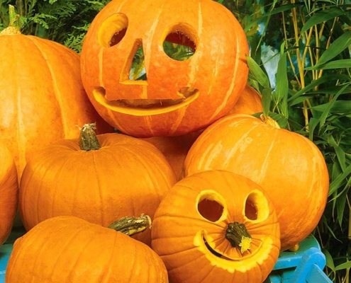 Ordine della settimana dal 26 al 29 anticipato a martedì - Pulmino contadino